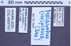 Etikette zu Melanotus insipiens (Say, 1825) (NHMW-ZOO-COL-0007791)
